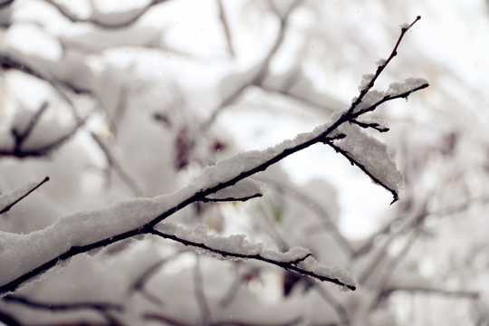 被大雪压弯的树枝