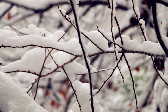 雪绒绒的树枝