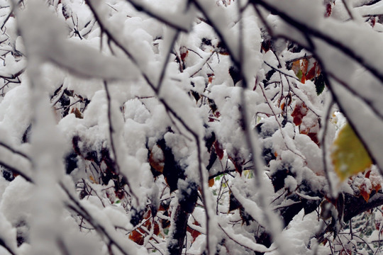 雪绒绒的树枝