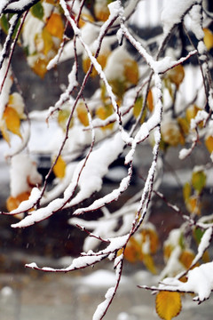 雪后的树枝