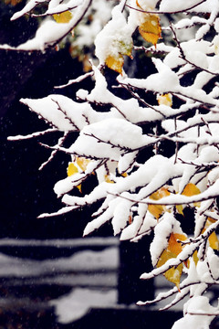 雪后的树枝