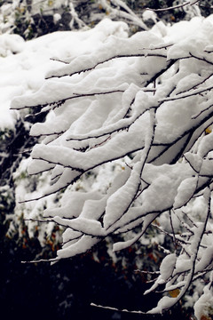 雪后的树枝