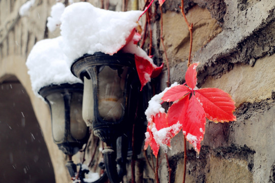 皑皑白雪附红叶