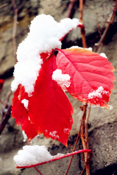 皑皑白雪附红叶