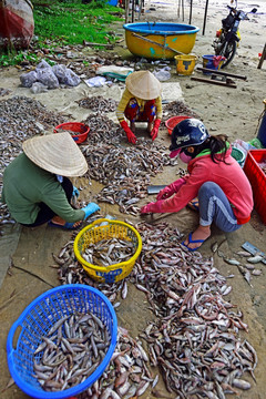 分拣海产品