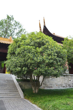 古建筑与桂花树