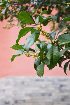 红墙与桂花