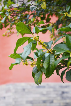 红墙桂花