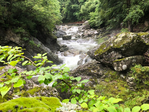 牛背梁国家森林秦岭风光