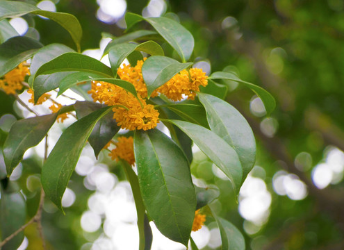 桂花