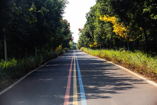 秋日林路