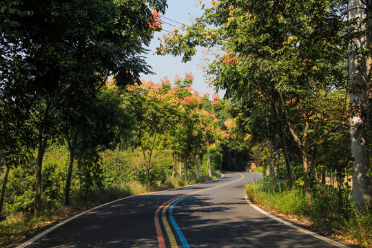 树林山路