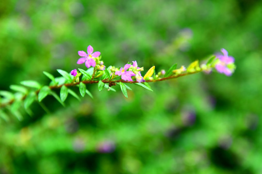 花卉特写