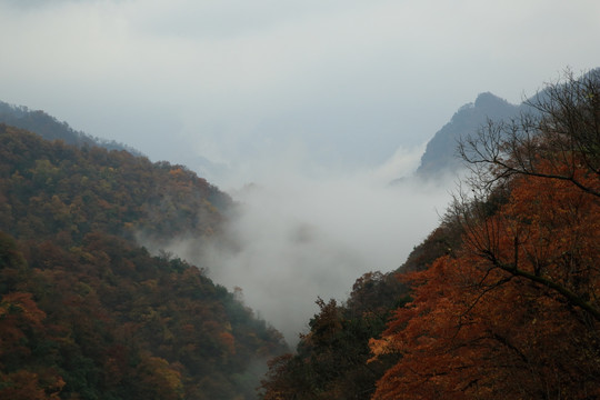 光雾山红叶