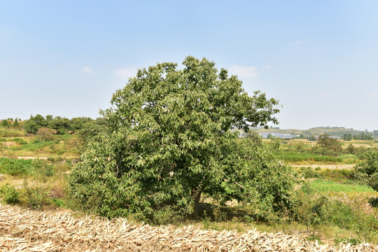 一颗大栗子树