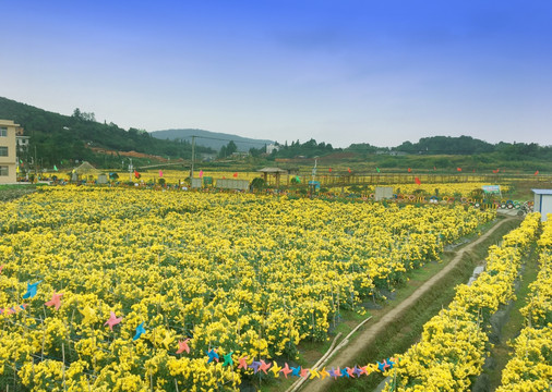 金丝皇菊