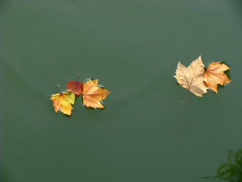 水中的树叶