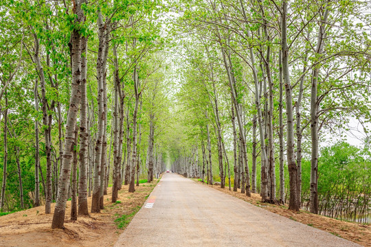 林荫道路