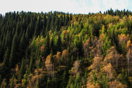 天山森林秋季