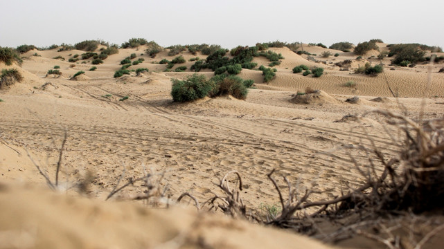 塔克拉玛干沙漠沙生植物景观