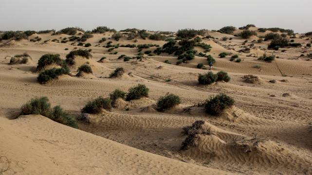 塔克拉玛干沙漠沙生植物景观