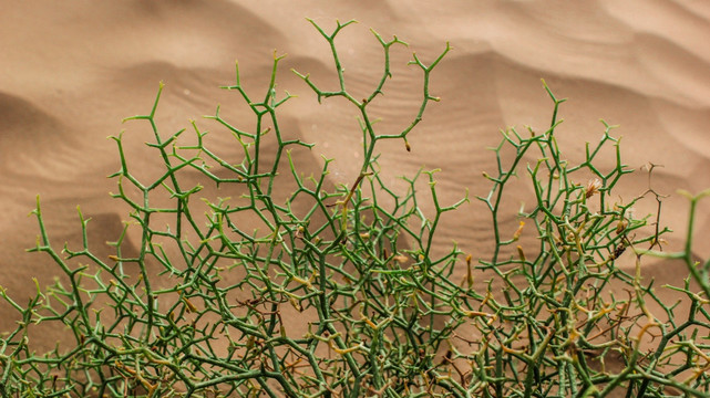 塔克拉玛干沙漠河西苣
