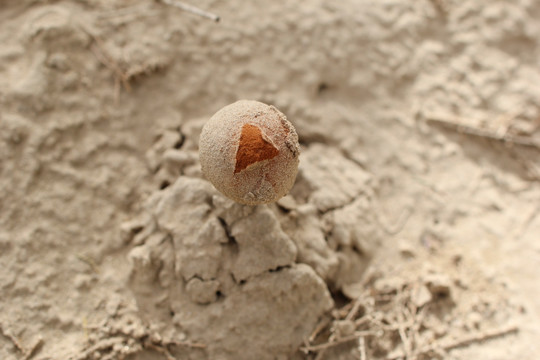 沙漠真菌灰包