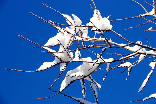 雪挂树枝