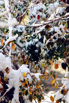 冰雪树枝