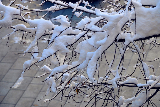 雪挂树枝