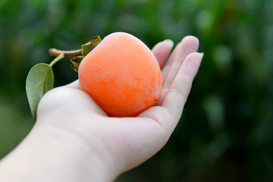 手心上的柿子