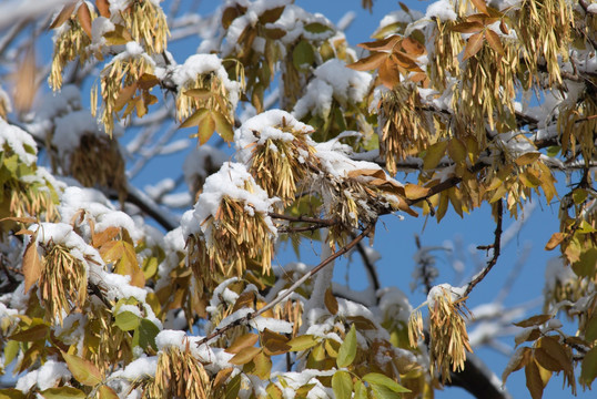 雪