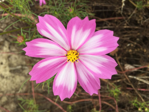 格桑花