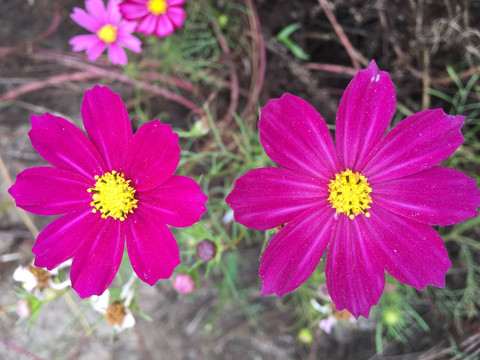 格桑花