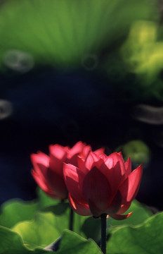 朵梦幻背景