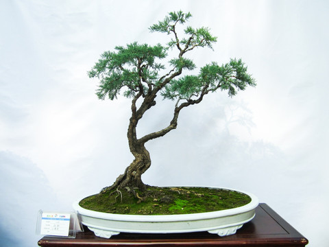 盆景盆栽