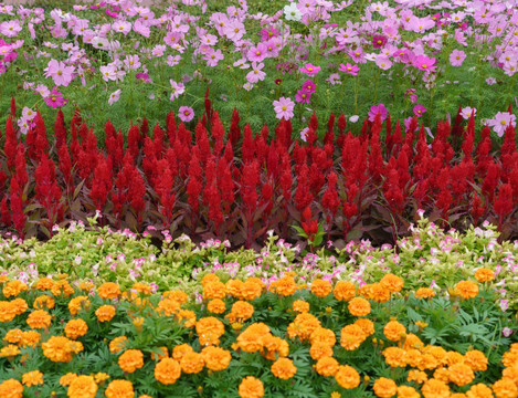 鲜花背景