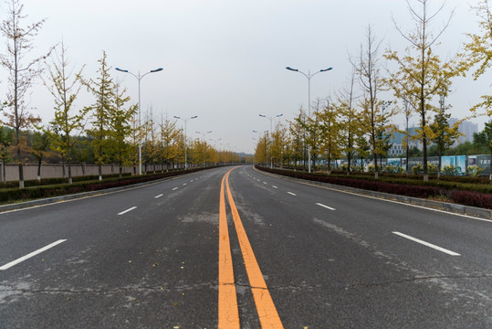 道路银杏树