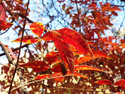 秋日蓝天下的红叶