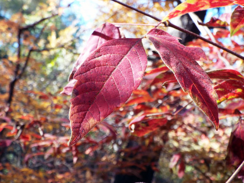 树林里紫红色的秋叶