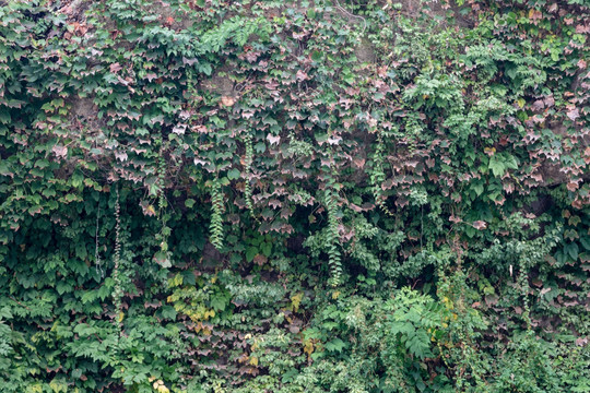 植物背景墙壁