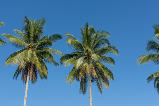 椰子树椰树