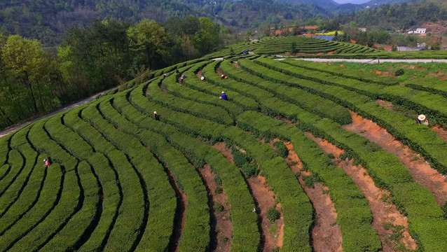 茶山航拍