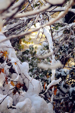 雪挂树枝