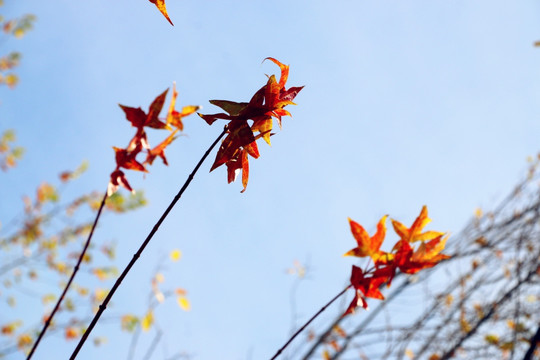 深秋的枫叶美丽高贵