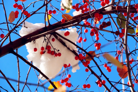 冰雪楸果