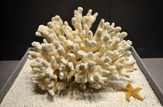 埃氏杯形珊瑚