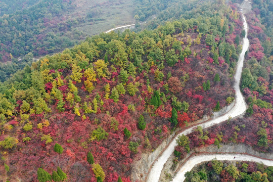 大山里的红叶