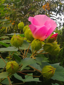 芙蓉花开