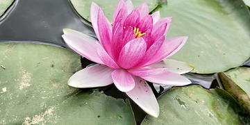 荷花 莲花 鲜花